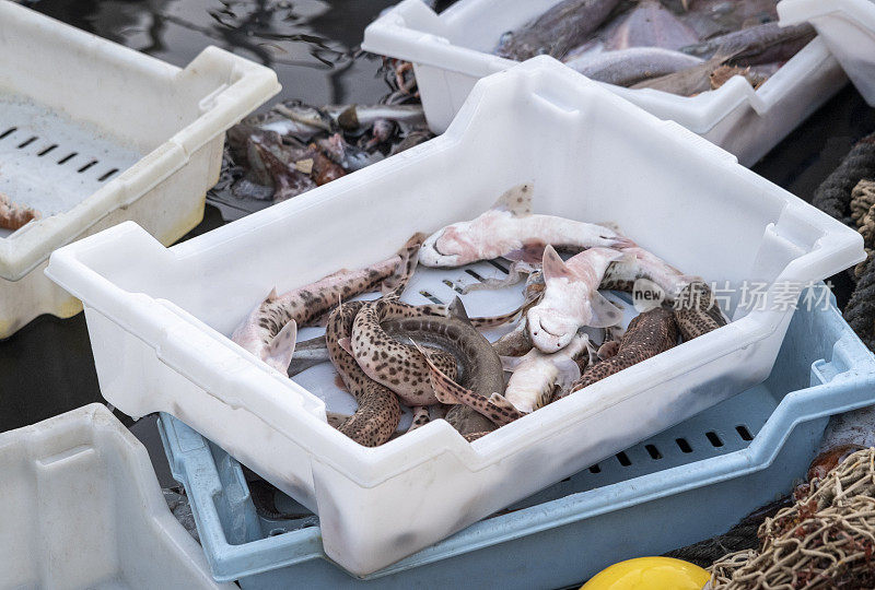 今天的收获。装有刚捕获的小斑点猫鲨(Scyliorhinus canicula)的塑料容器。